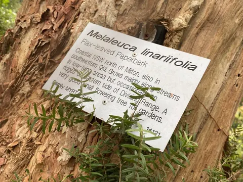 Melaleuca biconvexa (Melaleuca biconvexa)