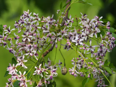 Zedrachbaum (Melia azedarach)