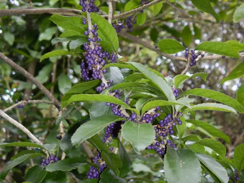 Melicytus ramiflorus (Melicytus ramiflorus)