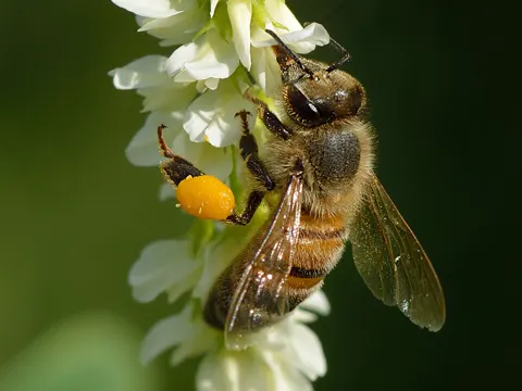 White Sweetclover