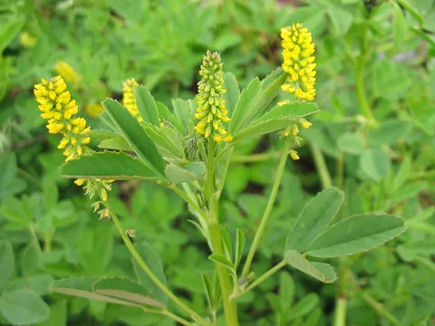 Indischer Honigklee (Melilotus indicus)