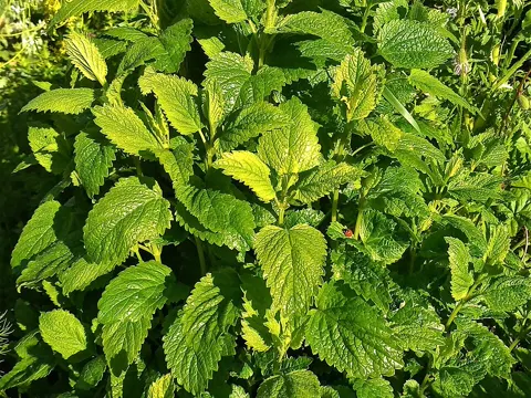Lemon Balm