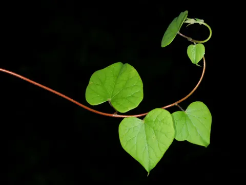 Menispermum canadense (Menispermum canadense)