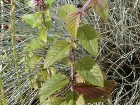 Water Mint