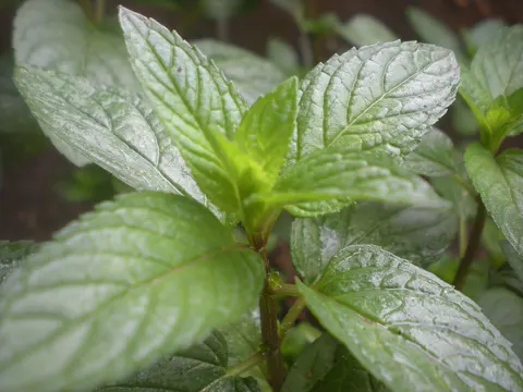 Peppermint (Mentha piperita)