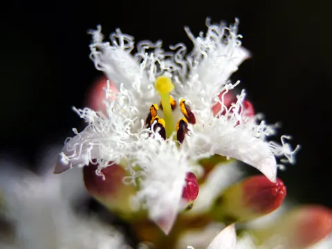 Sumpfdotterblume