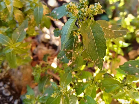 Einjähriges Bingelkraut (Mercurialis annua)