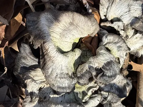 Black-staining Polypore (Meripilus sumstinei)
