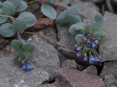 Mertensia maritima (Mertensia maritima)