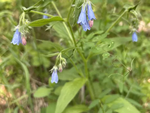Hängende Blauglöckchen