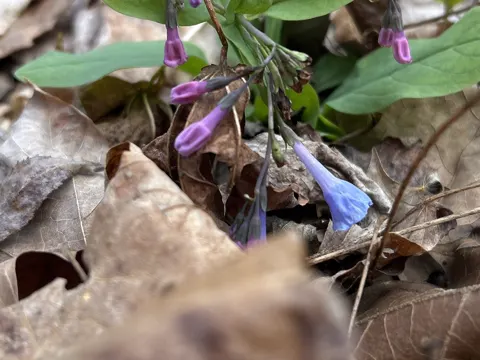 Virginische Blaustern