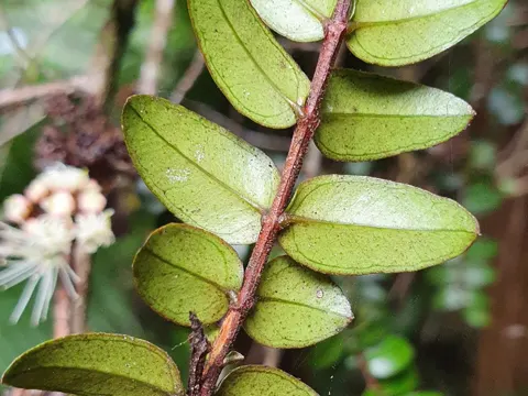 Metrosideros diffusa (Metrosideros diffusa)