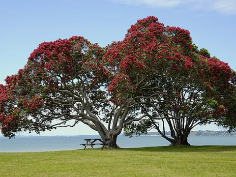 Metrosideros excelsa