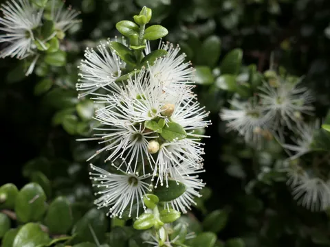 Metrosideros perforata (Metrosideros perforata)
