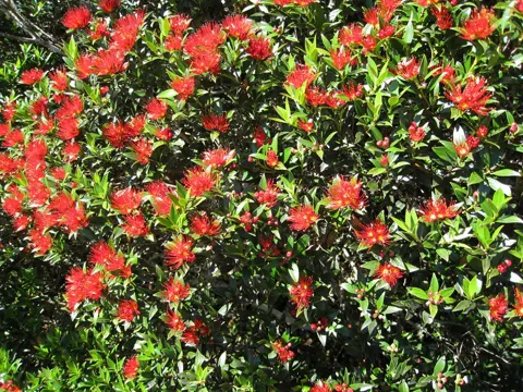 Metrosideros umbellata (Metrosideros umbellata)
