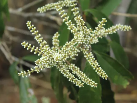 Miconia spicellata (Miconia spicellata)