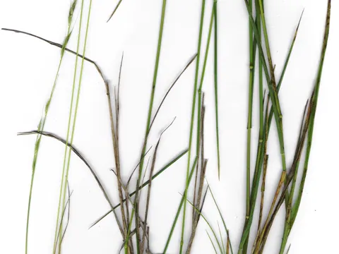Microlaena stipoides