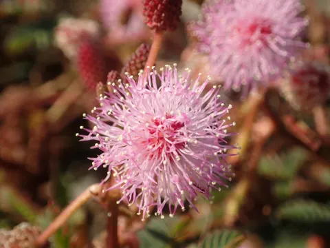 Schamhafte Sinnpflanze (Mimosa pudica)