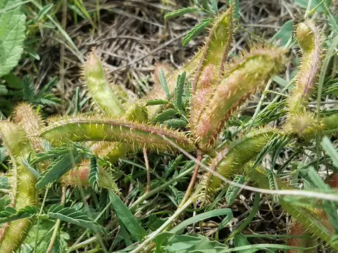 Mimosa quadrivalvis (Mimosa quadrivalvis)