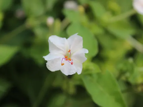 Wunderblume (Mirabilis jalapa)