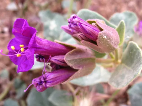 Wüsten-Wunderblume (Mirabilis multiflora)