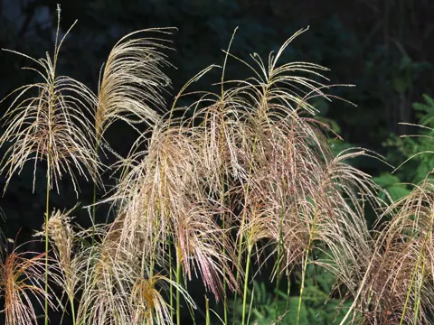 Chinaschilf (Miscanthus sinensis)