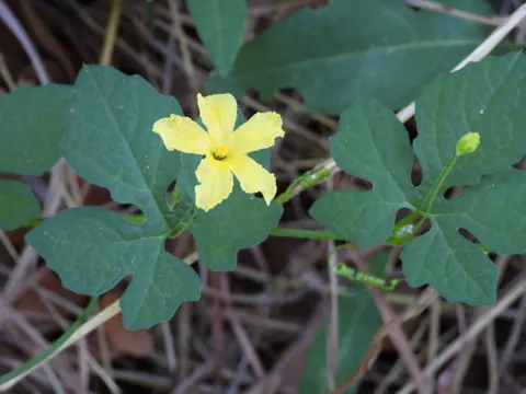 Bitter Melon (Momordica charantia)