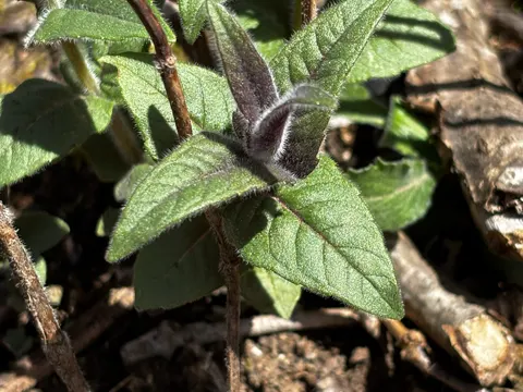 Bradbury's Bee Balm (Monarda bradburiana)