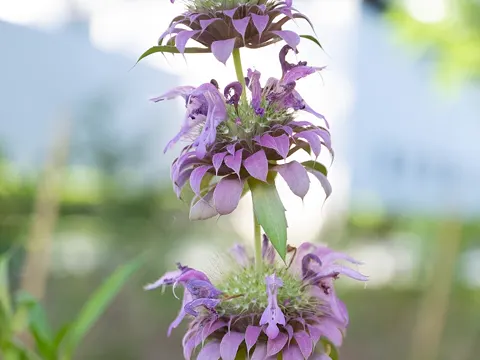 Zitronen-Monarde