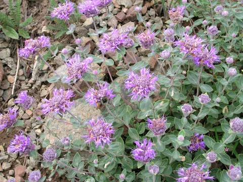 Monardella odoratissima