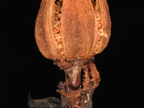 Fichtenspargel (Monotropa uniflora)