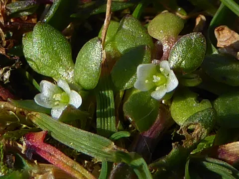 Bach-Quellkraut (Montia fontana)