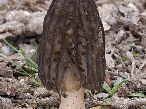 Hohe Morchel (Morchella elata)