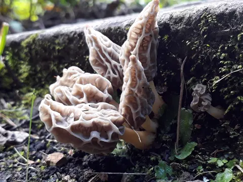 Speisemorchel (Morchella gracilis)