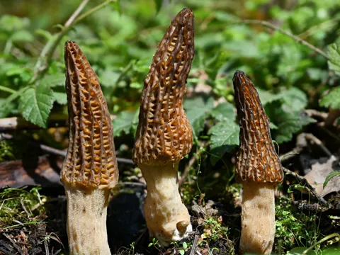 Schwarze Morchel (Morchella importuna)