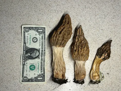Half-Free Morel (Morchella rufobrunnea)