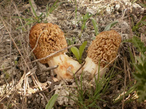 Spitzmorchel (Morchella steppicola)