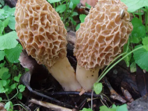Morchel (Morchella)