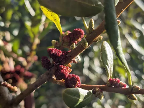 Kalifornischer Wachsmyrte (Morella californica)
