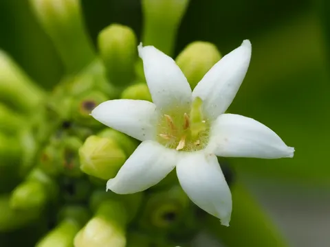 Morinda citrifolia (Morinda citrifolia)