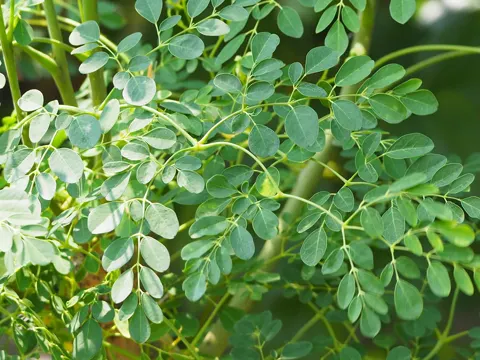 Meerrettichbaum (Moringa oleifera)