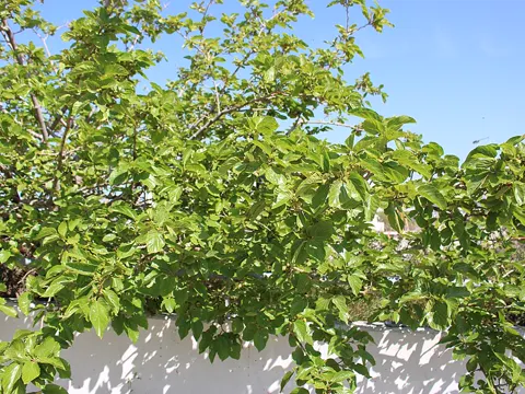 Weiße Maulbeere (Morus alba)