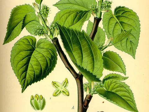 Schwarze Maulbeere