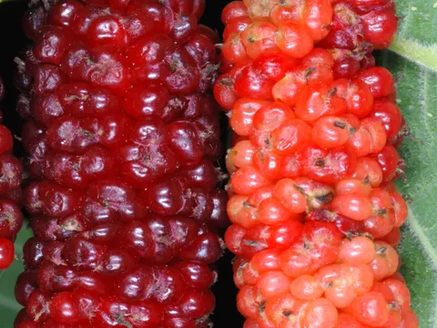 Rote Maulbeere