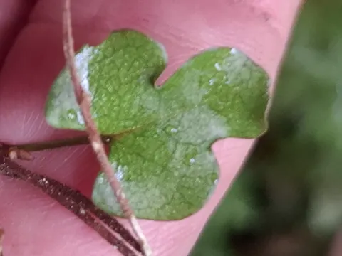 Muehlenbeckia australis