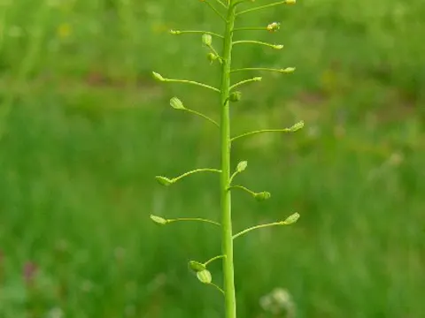 Lauch-Hellerkraut (Mummenhoffia alliacea)