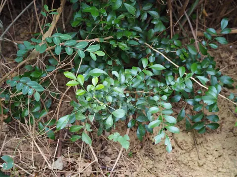 Orangenblütiger Jasmin (Murraya paniculata)