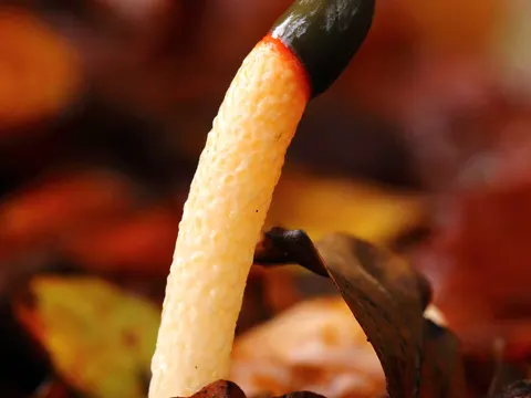 Gewöhnliche Hundsrute (Mutinus caninus)