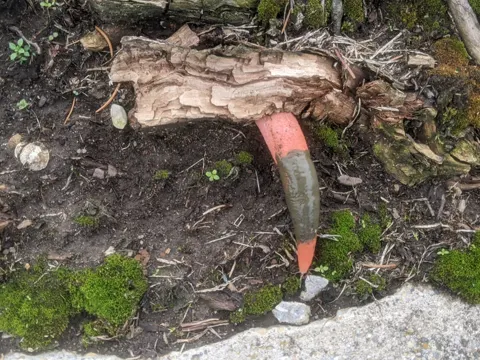 Elegant Stinkhorn (Mutinus elegans)