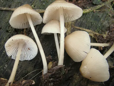 Rosablättriger Helmling (Mycena galericulata)